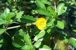 Kleine waterteunisbloem